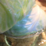 Corned Beef Cabbage Rolls