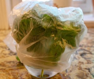 Basil in a glass with plastic bag