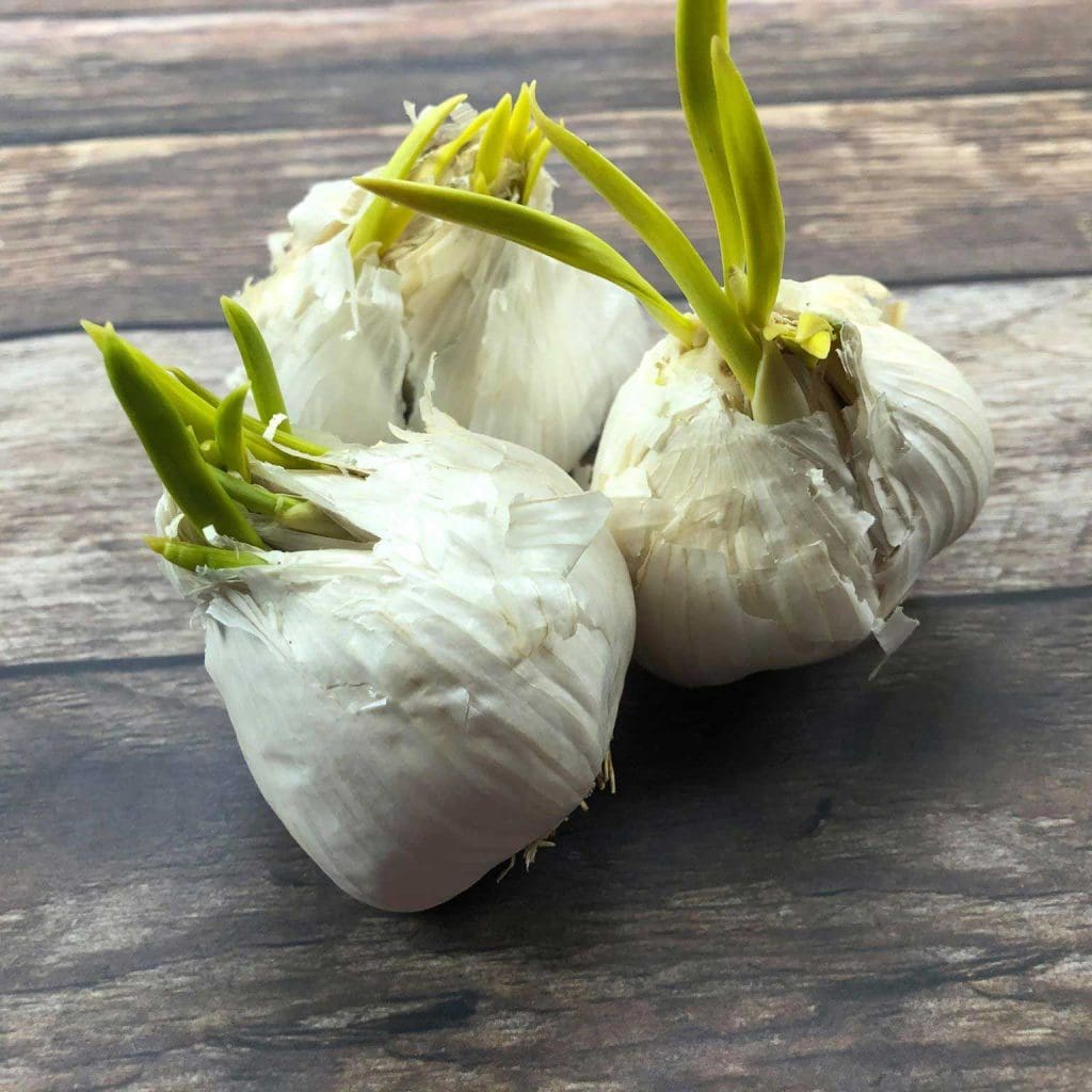 three garlic bulbs sprouting green stems
